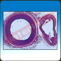 Human Artery and Vein, c.s.